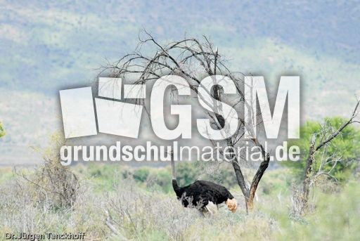 Strauss (6 von 11).jpg